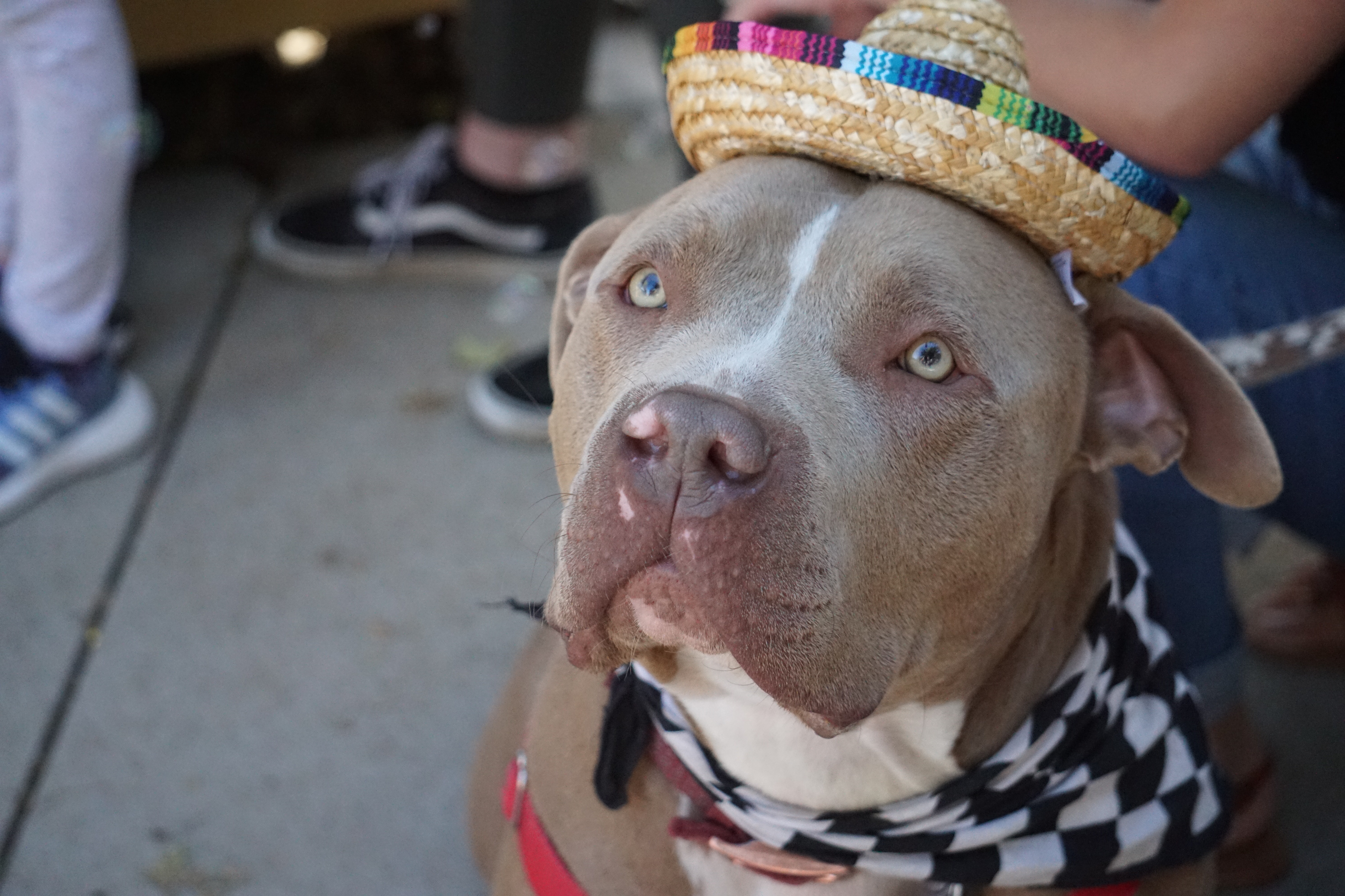 Pitt Bull dog in a sombrero hat.
